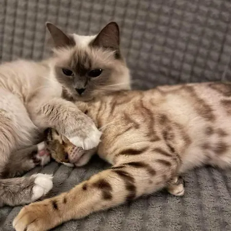 Villa Newly Built Waterfront House With Two Cats *