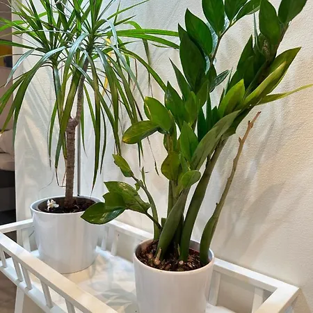 Apartment Travel