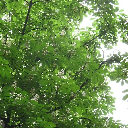 Castanea Old Town Vandrarhem